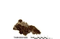 藏品(北方卷葉苔)的圖片